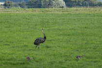 Generation 2015. Ein Nandu-Hahn fhrt 6 Jungtiere bei Neschow (NWM); 04.9.2015