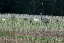 Generation 2015. In diesem Jahr sind wieder zwei wei�e Nandus geschl�pft. Diesmal aus einer Brut. Die letzten zwei wei�en Nandus sind 2011 in zwei verschiedenen Gelegen in Norwestmecklenburg geschl�pft. Ein Nandu-Hahn mit 6 seine 8 K�ken auf einem Feld bei Rieps. (NWM); 04.9.2015