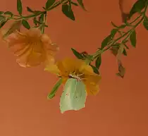 Ein Zitronenfalter im Th�ringer Vogtland - 13.08.2015