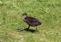 Junges Teichhuhn mit den markanten  Riesenlatschen  in Rheinbach - 31.07.2015