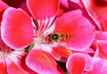 Schwebfliege auf Bl�te - 10.07.2015