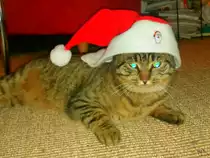 Stubentiger als Nikolaus in T�uffelen am 06.12.2009