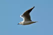 Möwe am Rheinufer in Leutesdorf - 14.02.2015
