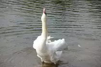 Schwan in Coburg am 12.09.2015.