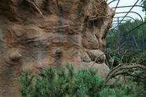 Zur Zeit werden am Vogelhaus die Auen-Volieren vervollstndigt. Fertig gestellt werden sie einen sehr realistischen Freiflugraum fr die gefiederten Bewohner bieten. Die Illusion der Naturnhe wird von den Handwerkern spektakulr umgesetzt. Die Auen-Volieren, die sich um das gesamte Vogelhaus gruppieren, werden mit Hilfe diverser Materialien (Stahlgerste aus Stabmaterial, Gewebematten, Styropor, Wurzeln, Astwerk) ausgestattet. Spritzbeton und ein abschlieender geschickter Farbauftrag vervollstndigen das Werk. Foto:17.09.2015; Zoologischer Garten Berlin 