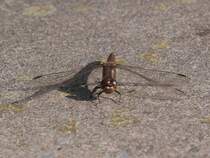 Eine Segellibelle Libellulidae) von vorn; 18.09.2015
