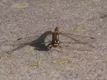 Eine Segellibelle Libellulidae) von vorn; 18.09.2015
