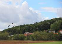 Ein Rudel Graugnse bei Schwrbitz am 20.09.2015.