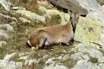 Eine Steinbock-Gei� in den Tessiner Alpen; 20.09.2015
