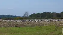 Kraniche auf einem abgeernteten Feld bei Gingst im Westen der Insel R�gen (September 2012)