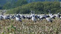 Kraniche auf einem abgeernteten Feld bei Gingst im Westen der Insel R�gen (September 2012)