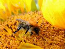 Biene sucht in der Blte einer Sonnenblume nach Nahrung; 150906