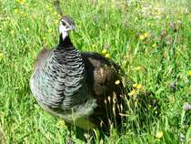 Walter Zoo Gossau/SG - Bewohner ein Pfau .. Foto vom 20.05.2007