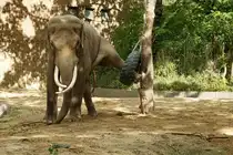 Bei diesem Anblick w�re ein Orthop�de begeistert. Von einer H�ftarthrose keine Spur. Ein indischer Elefant spielt mit einem Autoreifen auf der Freianlage. Foto:Zoologischer Garten Berlin. Im Sp�tsommer 2015