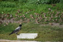Hier ist klar wer das Sagen am Futternapf hat... Eine Spatzenmeute (Sperlinge) wartet ungeduldig. Foto:Zoologischer Garten Berlin. Im Sptsommer 2015