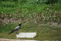 Hier ist klar wer das Sagen am Futternapf hat... Eine Spatzenmeute (Sperlinge) wartet ungeduldig. Foto:Zoologischer Garten Berlin. Im Sp�tsommer 2015