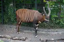 Bongo (Tragelaphus euryceros). West- und Zentralafrika. Lebt im dichten tropischen Urwald bis in 4000m H�he. Foto:Zoologischer Garten Berlin. Im Sp�tsommer 2015
