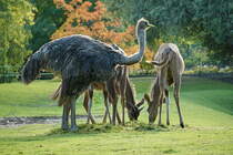 Sdafrikanischer Strau (Struthio camelus australis). Sdwestliches Afrika. Savanne bis Wste. Im Hintergrund der Groe Kudu bei der Asung. Foto:Zoologischer Garten Berlin. Im Sptsommer 2015