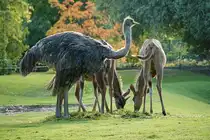 S�dafrikanischer Strau� (Struthio camelus australis). S�dwestliches Afrika. Savanne bis W�ste. Im Hintergrund der Gro�e Kudu bei der Asung. Foto:Zoologischer Garten Berlin. Im Sp�tsommer 2015