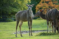 Aufmerksamer Groer Kudu (Tragelaphus strep siceros). Mittel- bis sdliches Afrika. Foto:Zoologischer Garten Berlin. Im Sptsommer 2015