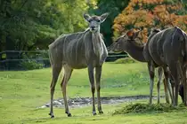 Aufmerksamer Gro�er Kudu (Tragelaphus strep siceros). Mittel- bis s�dliches Afrika. Foto:Zoologischer Garten Berlin. Im Sp�tsommer 2015