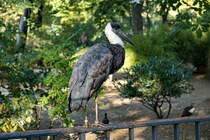 Wollhalsstorch (Ciconia episcopus). Asien und mittleres, tropisches Afrika. Foto:Zoologischer Garten Berlin. Im Sptsommer 2015