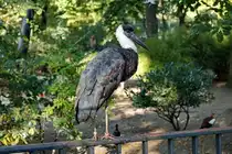Wollhalsstorch (Ciconia episcopus). Asien und mittleres, tropisches Afrika. Foto:Zoologischer Garten Berlin. Im Sp�tsommer 2015