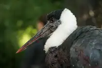 Wollhalsstorch (Ciconia episcopus). Asien und mittleres, tropisches Afrika. Foto:Zoologischer Garten Berlin. Im Sp�tsommer 2015