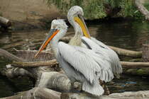 Brillenpelikan (vorn), (Pelecanus conspicillatus). Foto:Zoologischer Garten Berlin. Im Sptsommer 2015