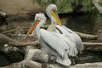 Brillenpelikan (vorn), (Pelecanus conspicillatus). Foto:Zoologischer Garten Berlin. Im Sp�tsommer 2015