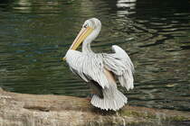 Rtelpelikan (Pelecanus rufescens). Nrdlich und sdlich des quators. Foto:Zoologischer Garten Berlin. Im Sptsommer 2015