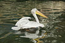Rtelpelikan (Pelecanus rufescens). Nrdlich und sdlich des quators. Foto:Zoologischer Garten Berlin. Im Sptsommer 2015