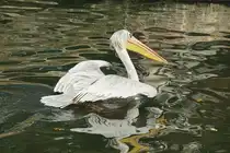 R�telpelikan (Pelecanus rufescens). N�rdlich und s�dlich des �quators. Foto:Zoologischer Garten Berlin. Im Sp�tsommer 2015