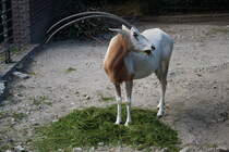 Sbelantilope (Oryx gazella dammah). Wste, Halbwste von Tunesien, Niger, Tschad. Foto:Zoologischer Garten Berlin. Im Sptsommer 2015