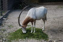 Sbelantilope (Oryx gazella dammah). Wste, Halbwste von Tunesien, Niger, Tschad. Foto:Zoologischer Garten Berlin. Im Sptsommer 2015