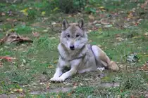 Wolf in Tambach am 04.10.2015.