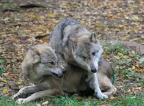 W�lfe in Tambach am 04.10.2015.