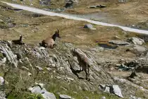 Beim warten auf das Postauto entdeckte ich eine Gruppe Steinb�cke am Nufenen-Pass; 20.09.2015