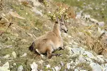 Eine Steinbock-Gei� ruht in den Tessiner Alpen; 20.09.2015