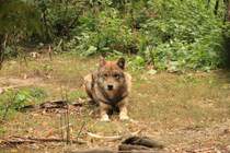 Wolf in Tambach am 04.10.2015.