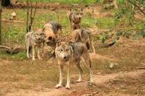 Wlfe in Tambach am 04.10.2015.