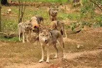 W�lfe in Tambach am 04.10.2015.