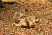 W�lfe in Tambach am 04.10.2015.