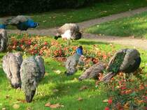 Pfauen auf der Pfaueninsel in Berlin. Die Tiere laufen hier frei herum, die Insel knnen sie schlielich nicht verlassen. 3.10.2009