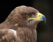 Steinadler in Tambach am 04.10.2015.