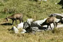 G�mse lecken Mineralien im Obergoms; 10.10.2015