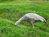Walter Zoo Gossau/SG - Bewohner eine H�nergans .. Foto vom 06.09.2008