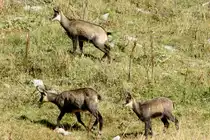 G�mse an einer Bergflanke im Obergoms; 10.10.2015