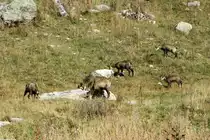 G�mse an einer Bergflanke neben der Nufenenpassstrasse; 10.10.2015