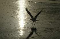 Mwen in der Abendsonne am Strand von Norderney. Aufnahme: April 2008.